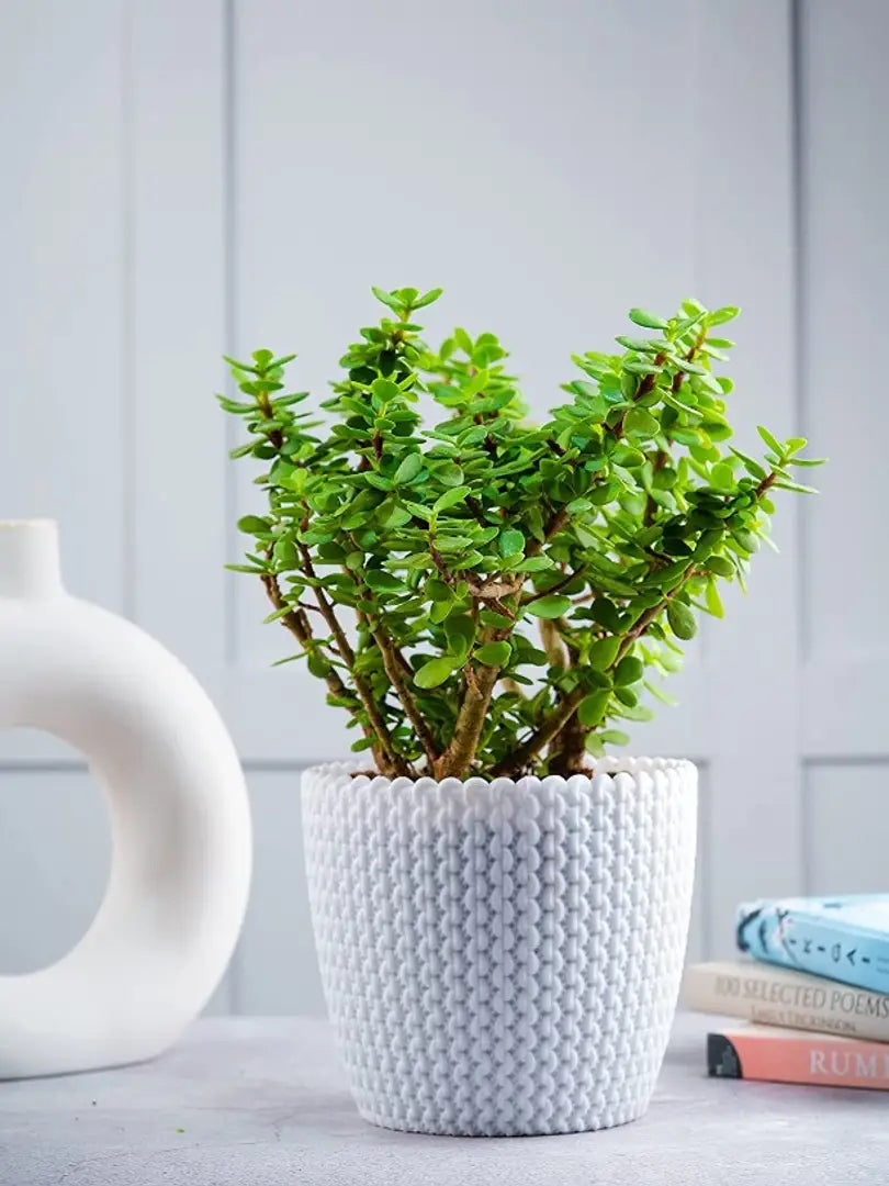 Nutts Flower Pot , Planters for Home Decoration