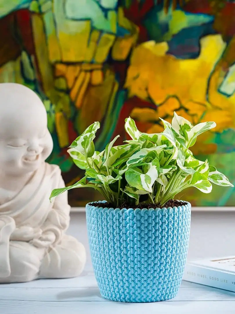 Nutts Flower Pot , Planters for Home Decoration (1)