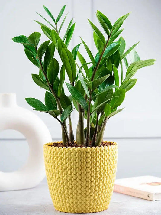 Nutts Flower Pot , Planters for Home Decoration (2)