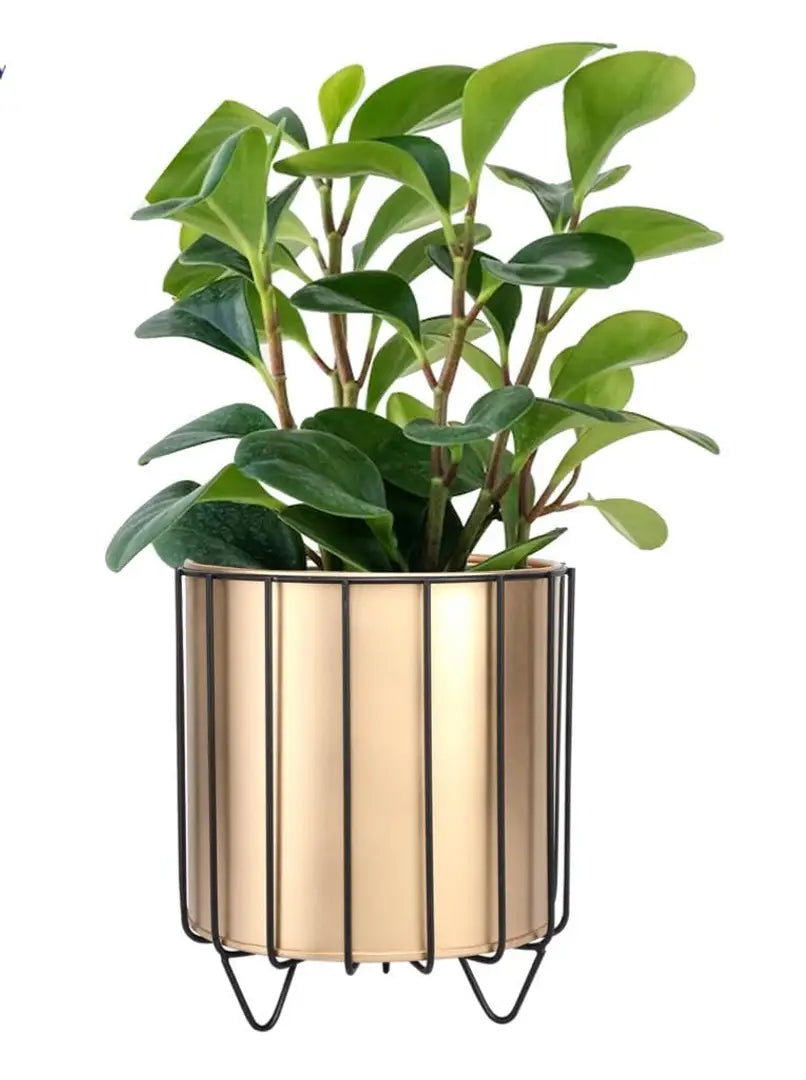 Classic Pot For Home Decor